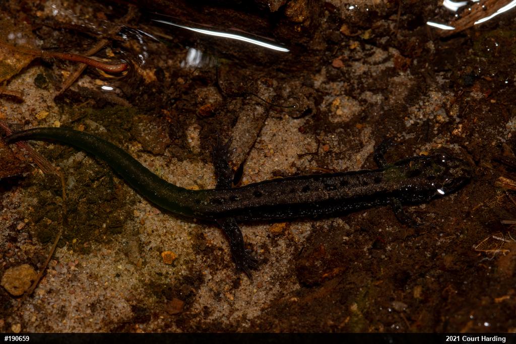 Allegheny Mountain Dusky Salamander
