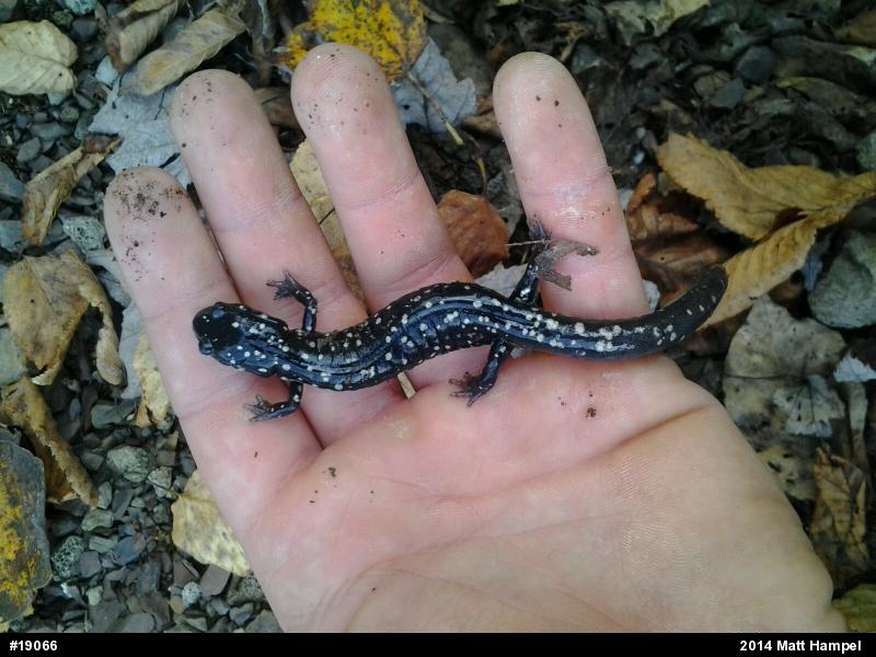 Northern Slimy Salamander