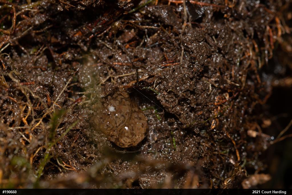 Northern Dusky Salamander