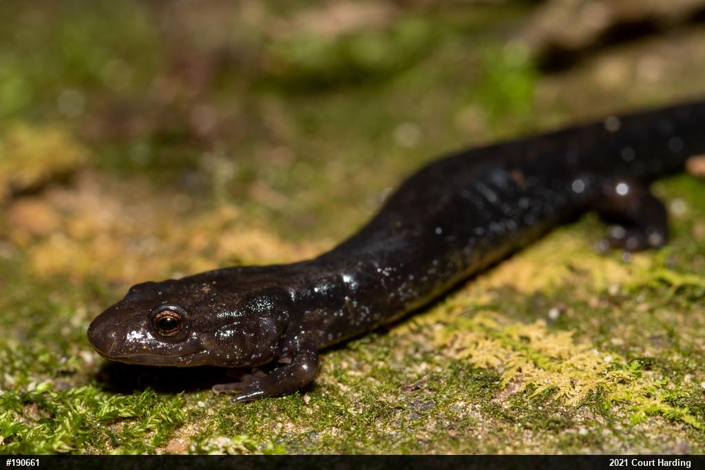 Allegheny Mountain Dusky Salamander