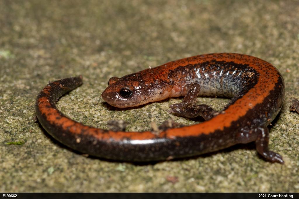 Eastern Red-backed  Salamander