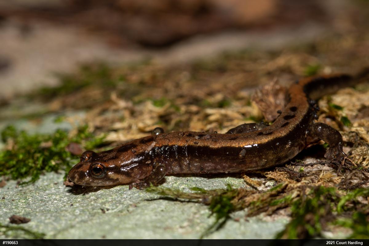 Allegheny Mountain Dusky Salamander