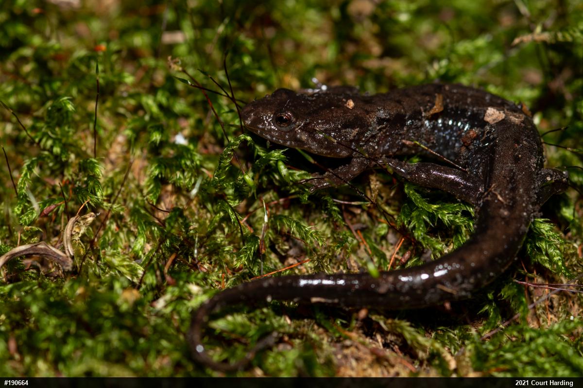 Allegheny Mountain Dusky Salamander