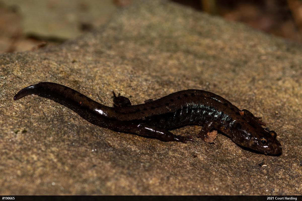 Allegheny Mountain Dusky Salamander