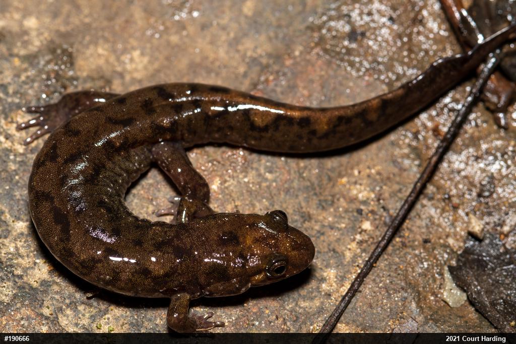 Seal Salamander
