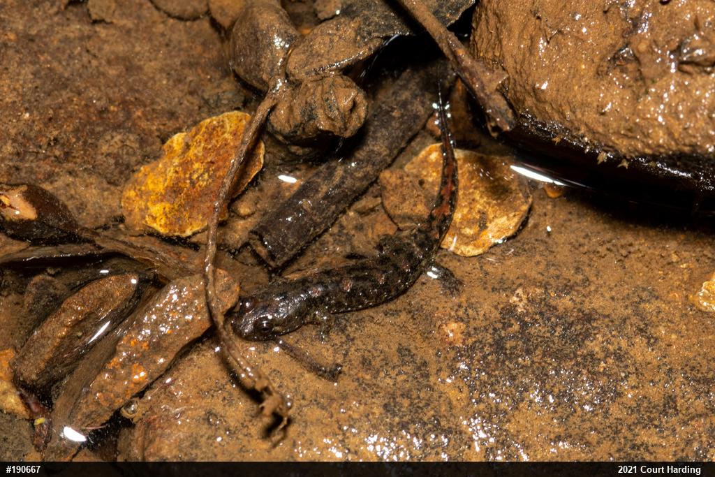 Seal Salamander