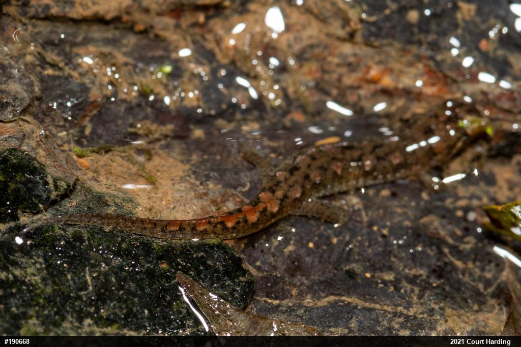 Seal Salamander