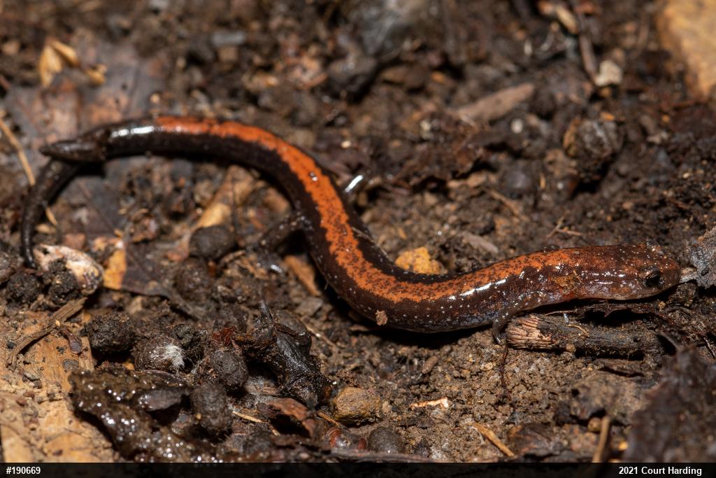 Eastern Red-backed  Salamander