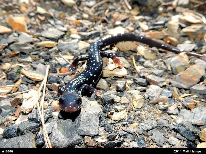 Northern Slimy Salamander