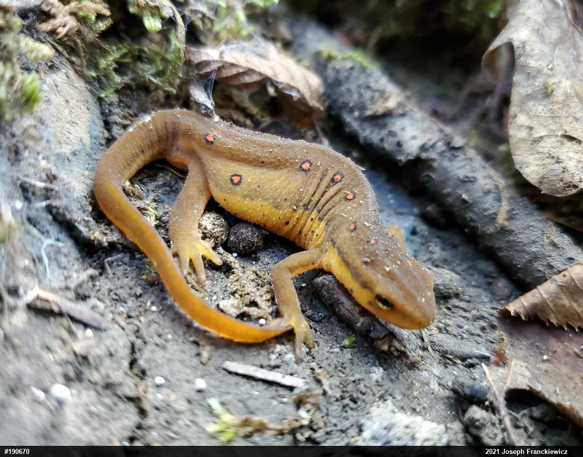 Red-spotted Newt