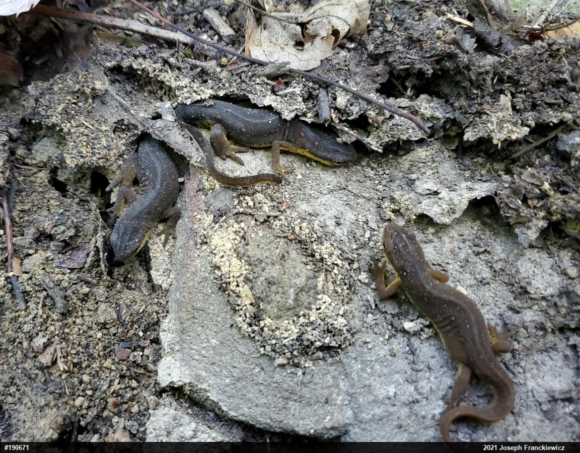 Red-spotted Newt