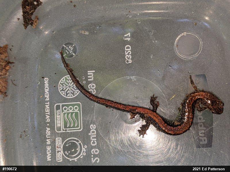 Eastern Red-backed  Salamander