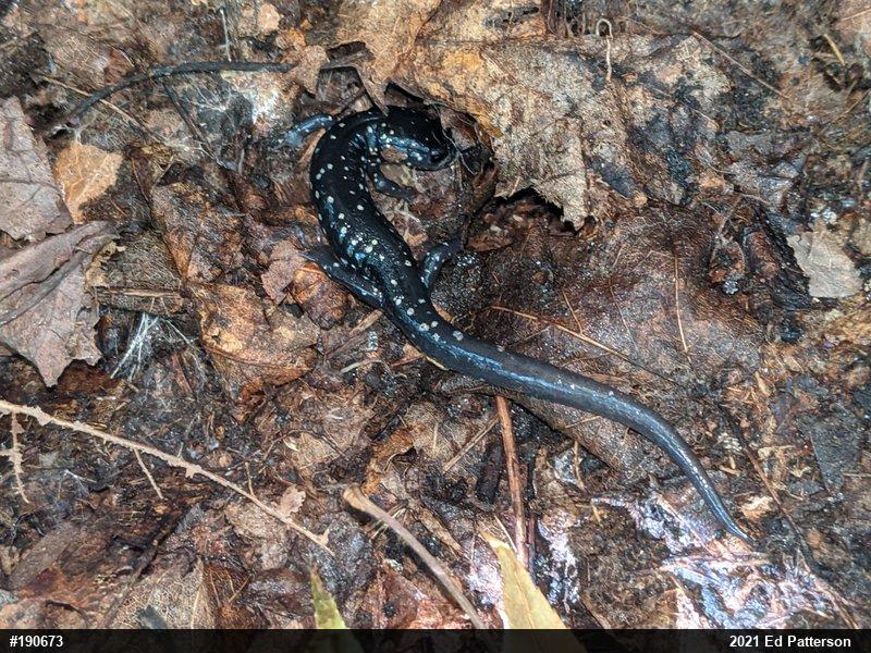 Northern Slimy Salamander