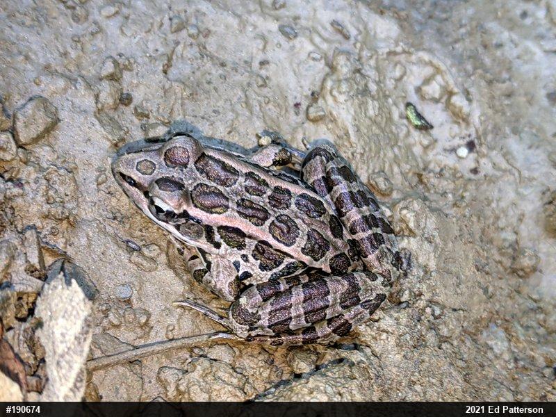Pickerel Frog