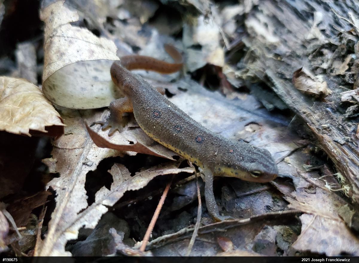 Red-spotted Newt