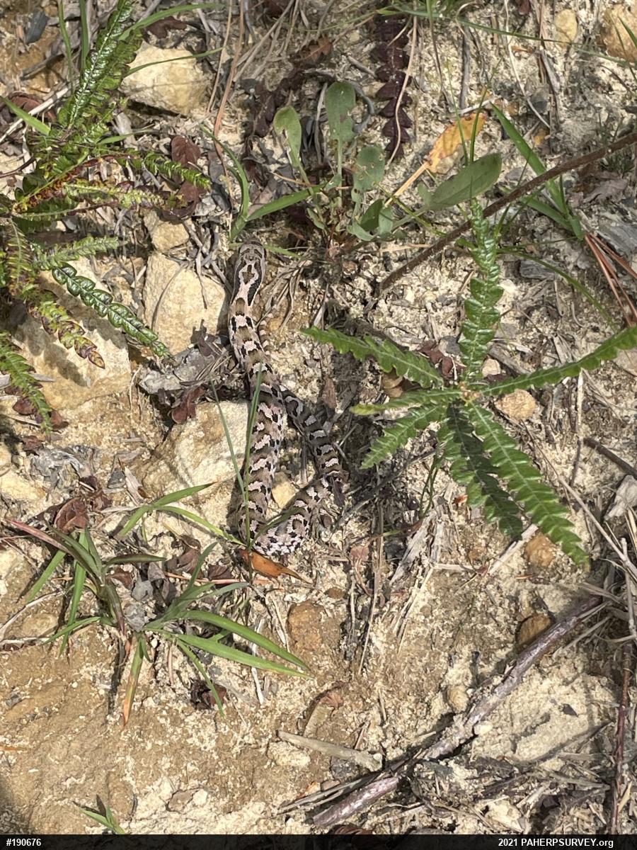 Eastern Hog-nosed Snake