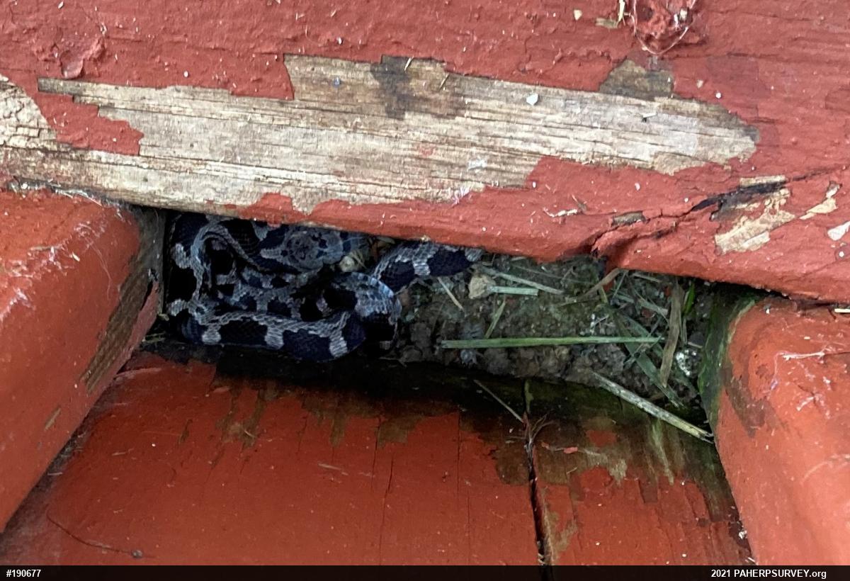 Eastern Ratsnake
