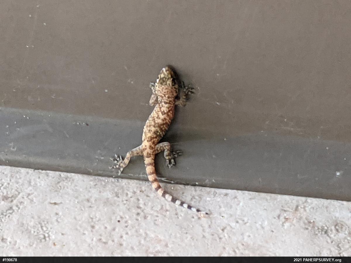 Mediterranean House Geckos