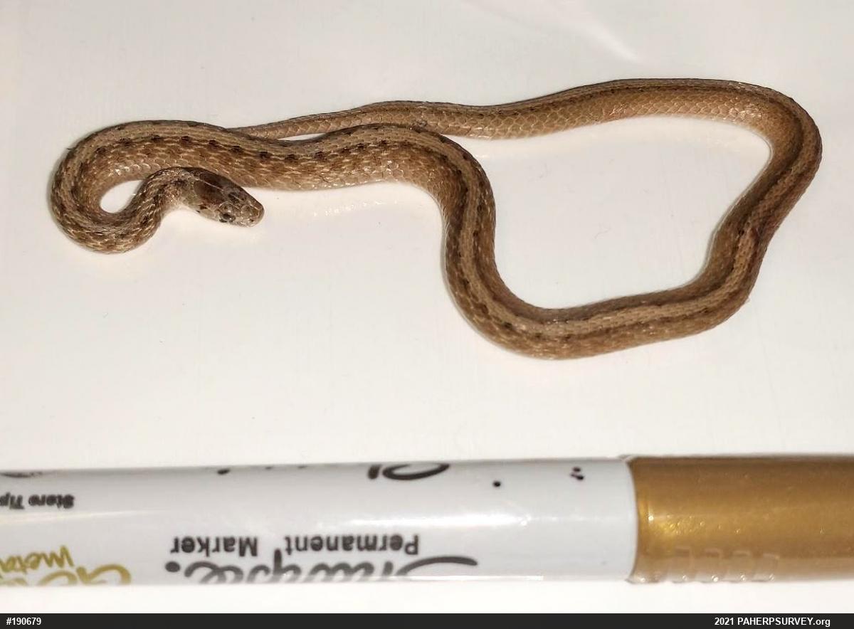 Dekay's Brownsnake