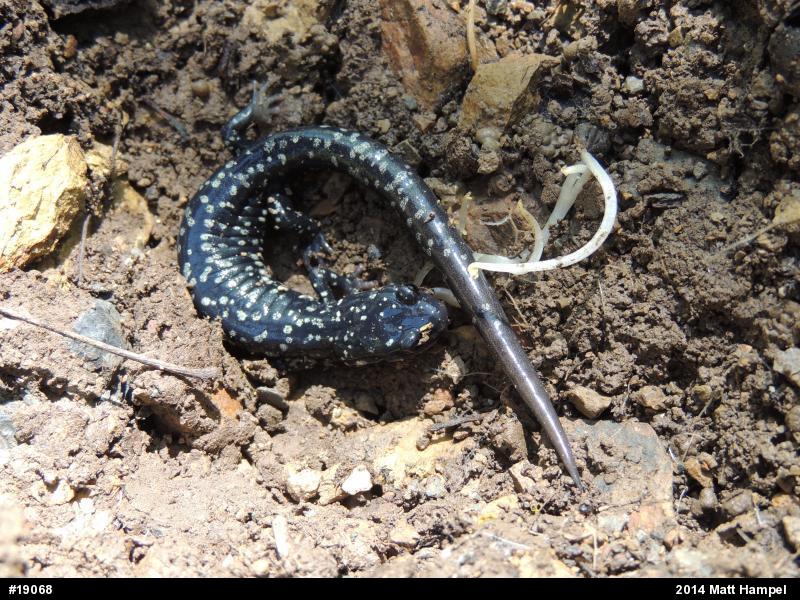 Northern Slimy Salamander