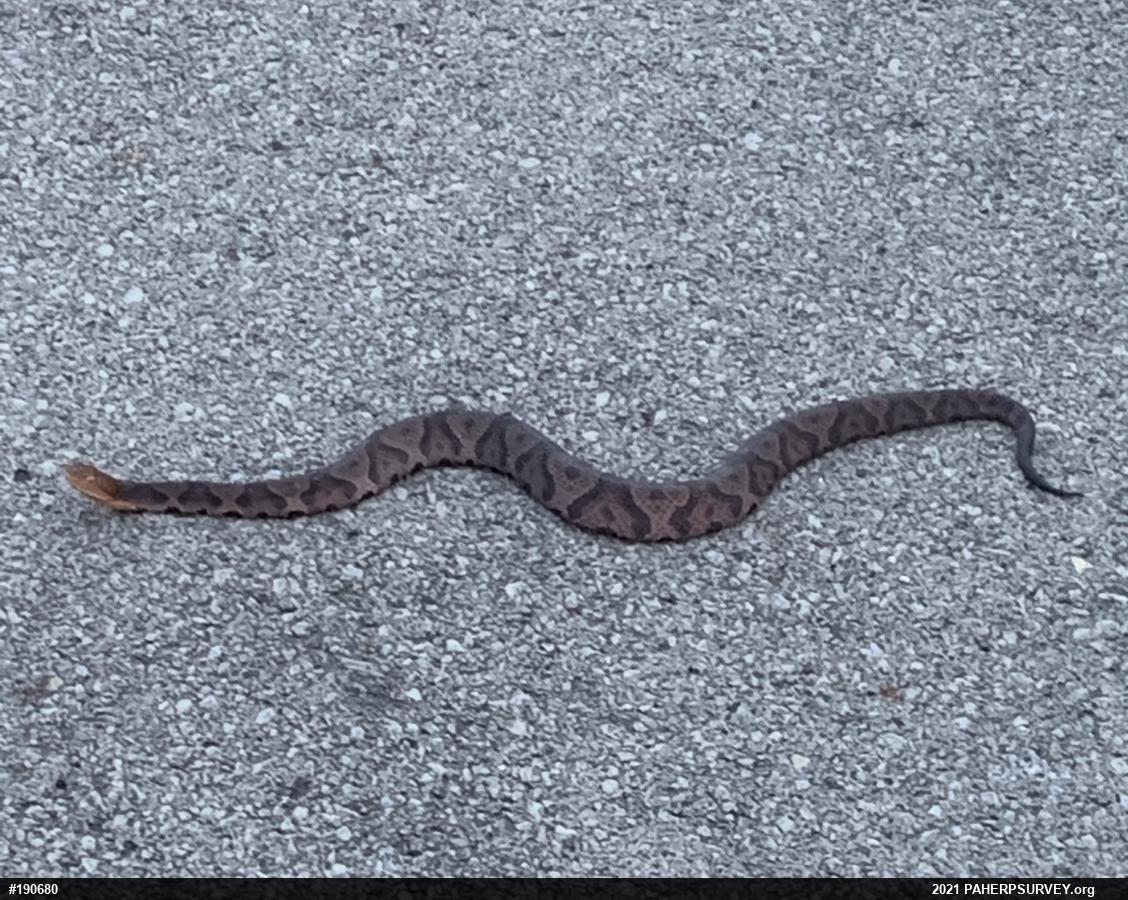 Northern Copperhead