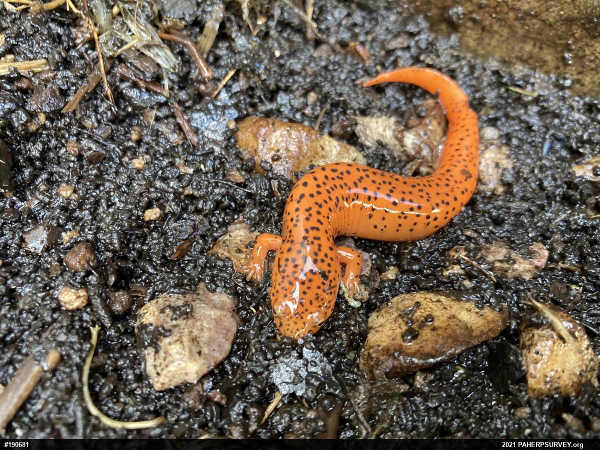 Northern Red Salamander