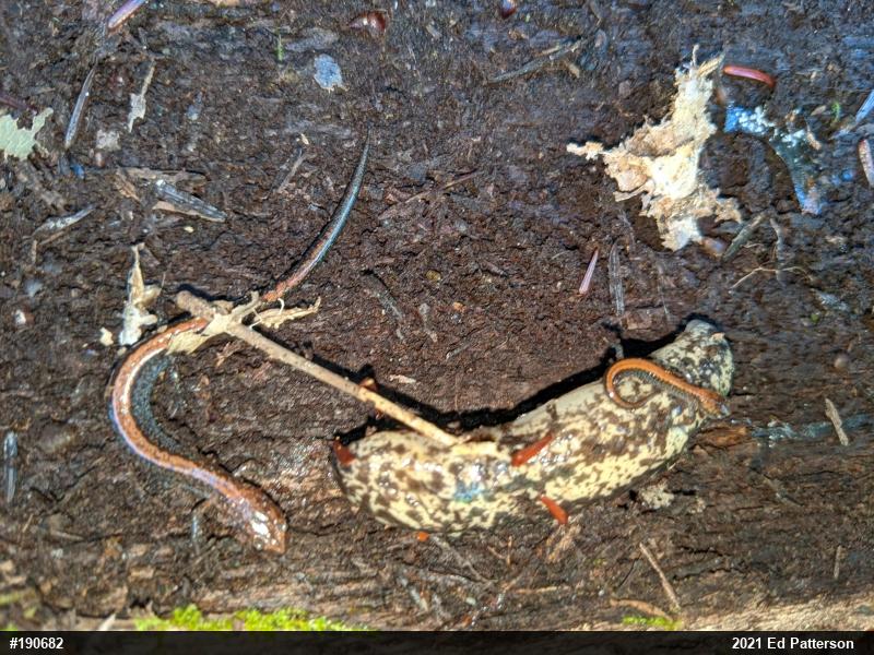 Eastern Red-backed  Salamander