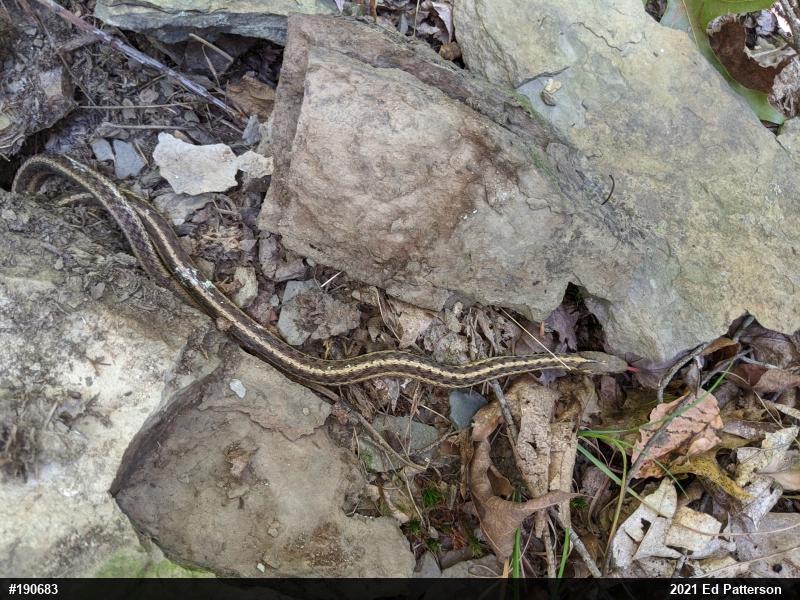 Eastern Gartersnake