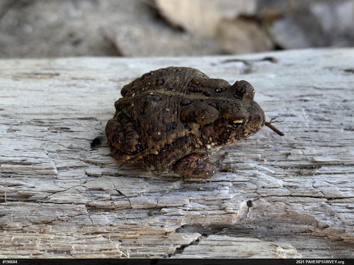 Eastern American Toad