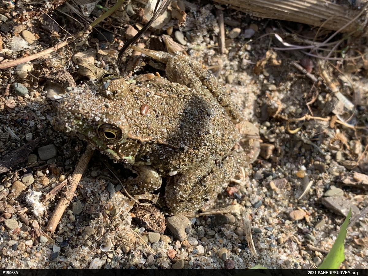 Green Frog