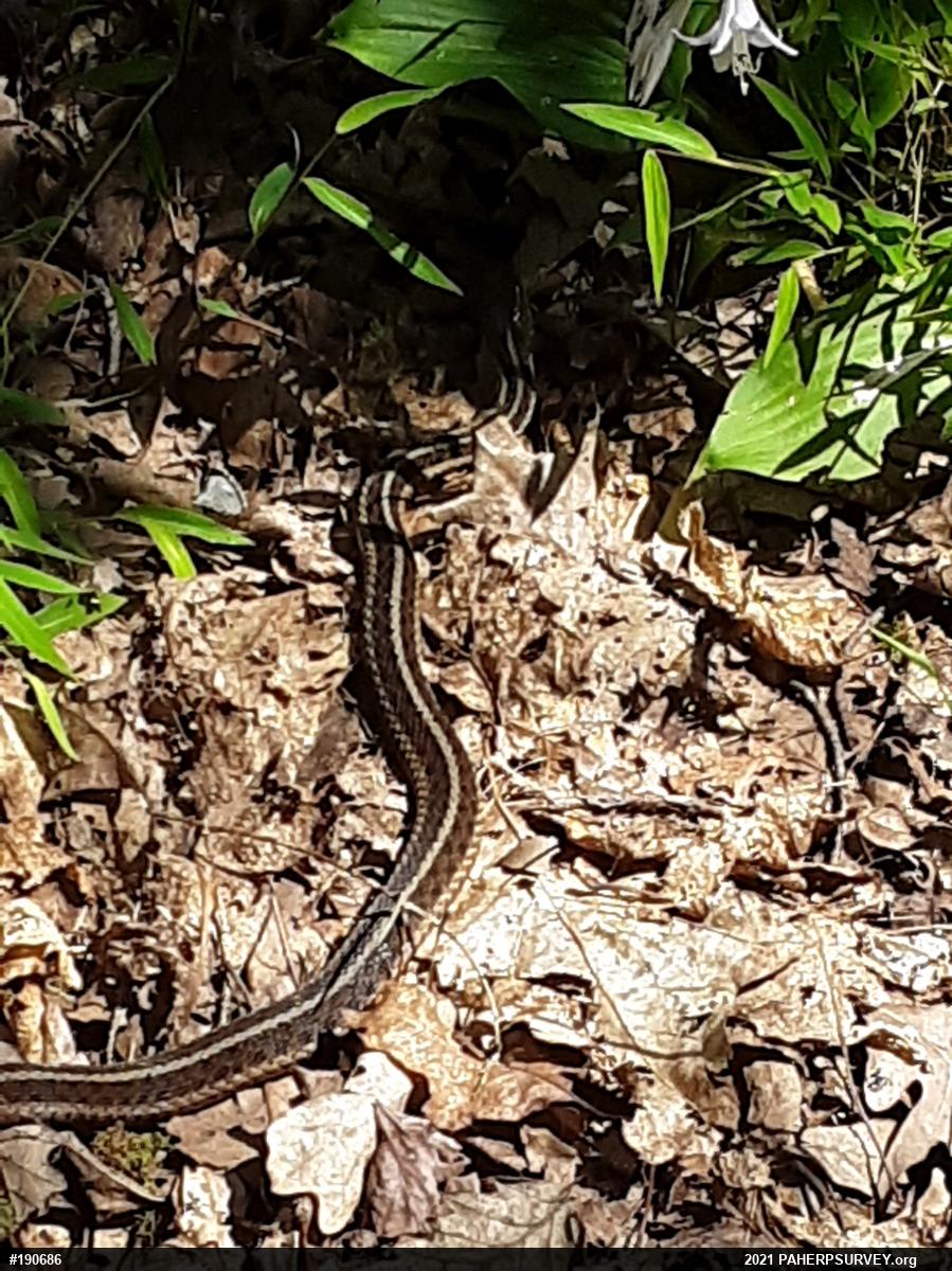 Eastern Gartersnake