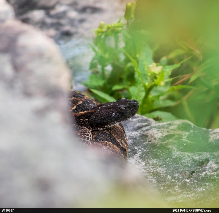 Timber Rattlesnake