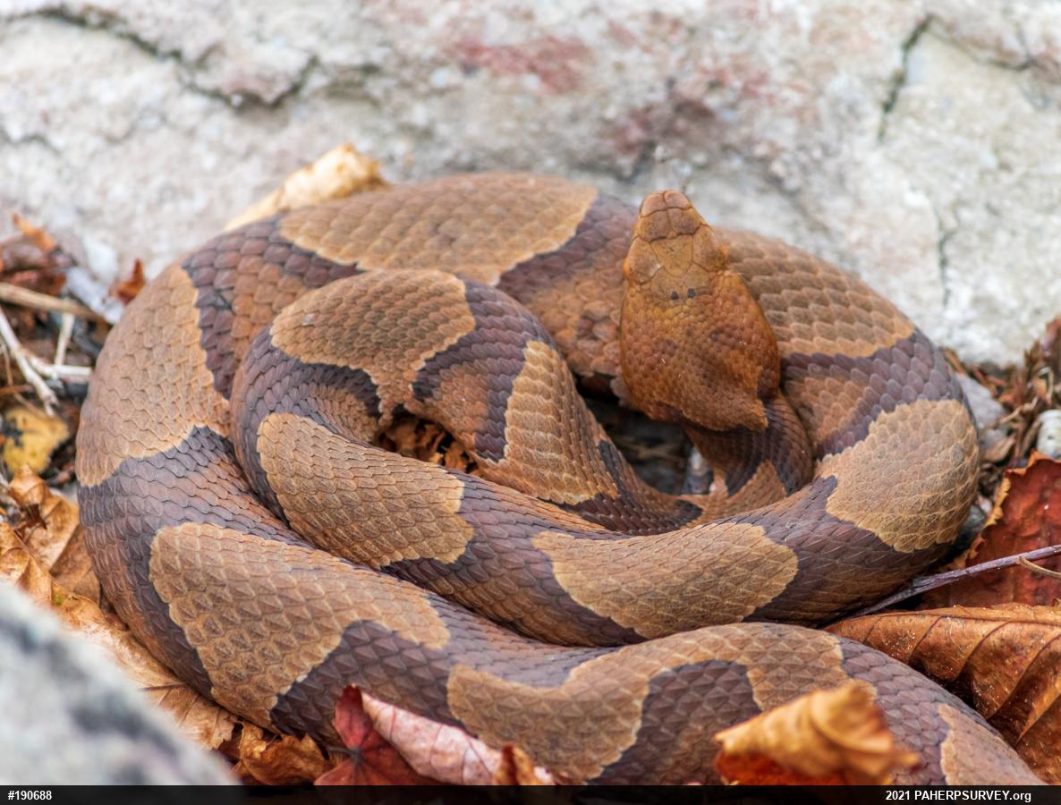 Northern Copperhead