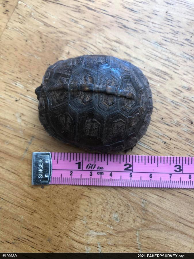 Eastern Box Turtle