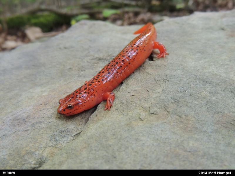 Northern Red Salamander