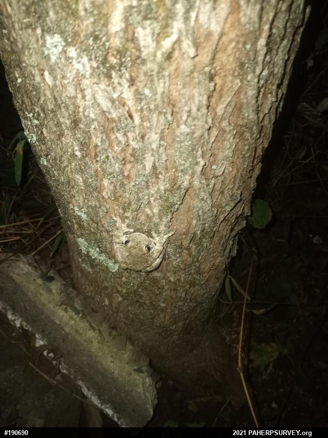 Unknown Gray Treefrog
