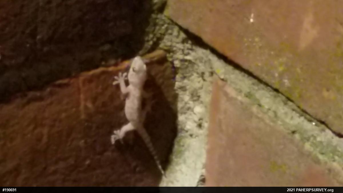 Mediterranean House Geckos