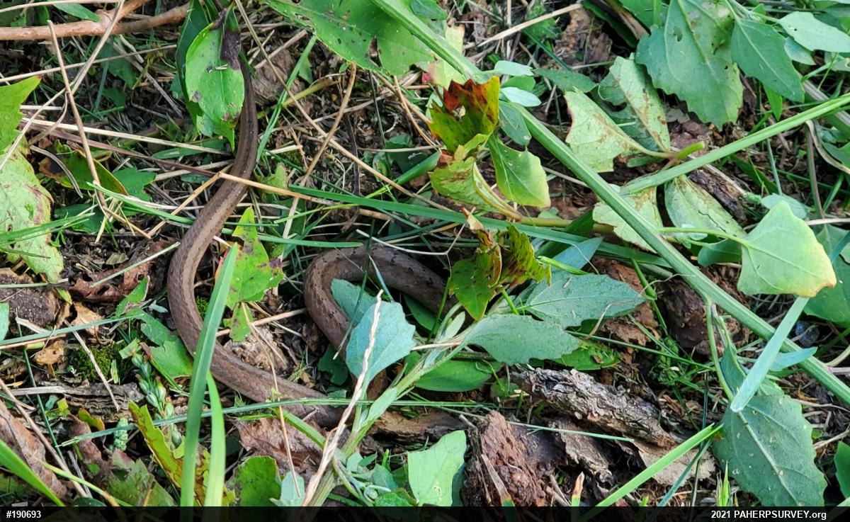 Dekay's Brownsnake