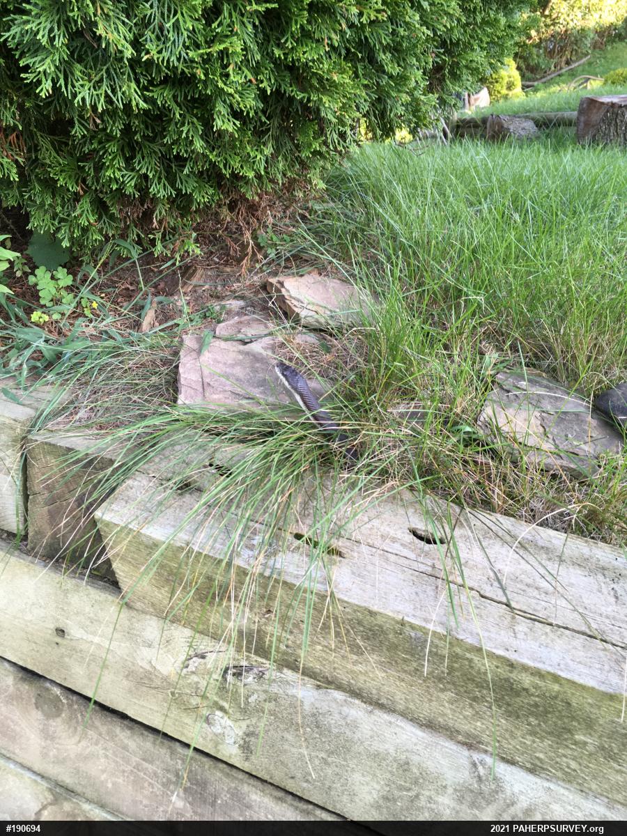 Eastern Ratsnake