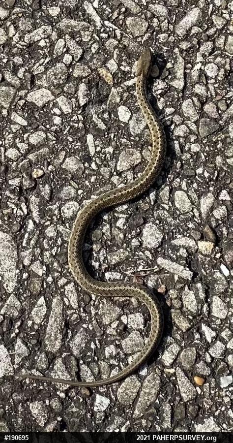 Eastern Gartersnake