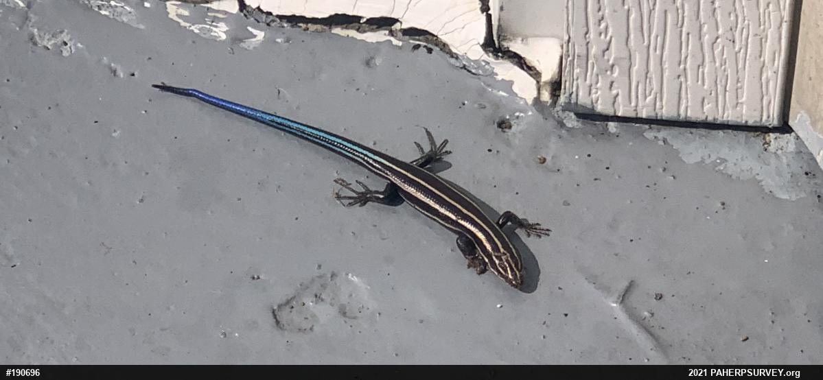 Common Five-lined Skink