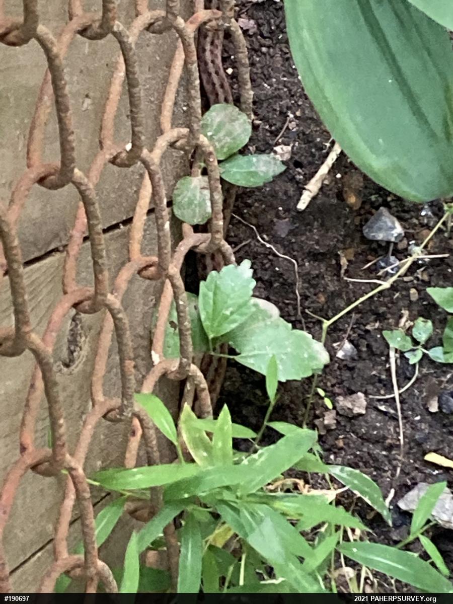 Dekay's Brownsnake