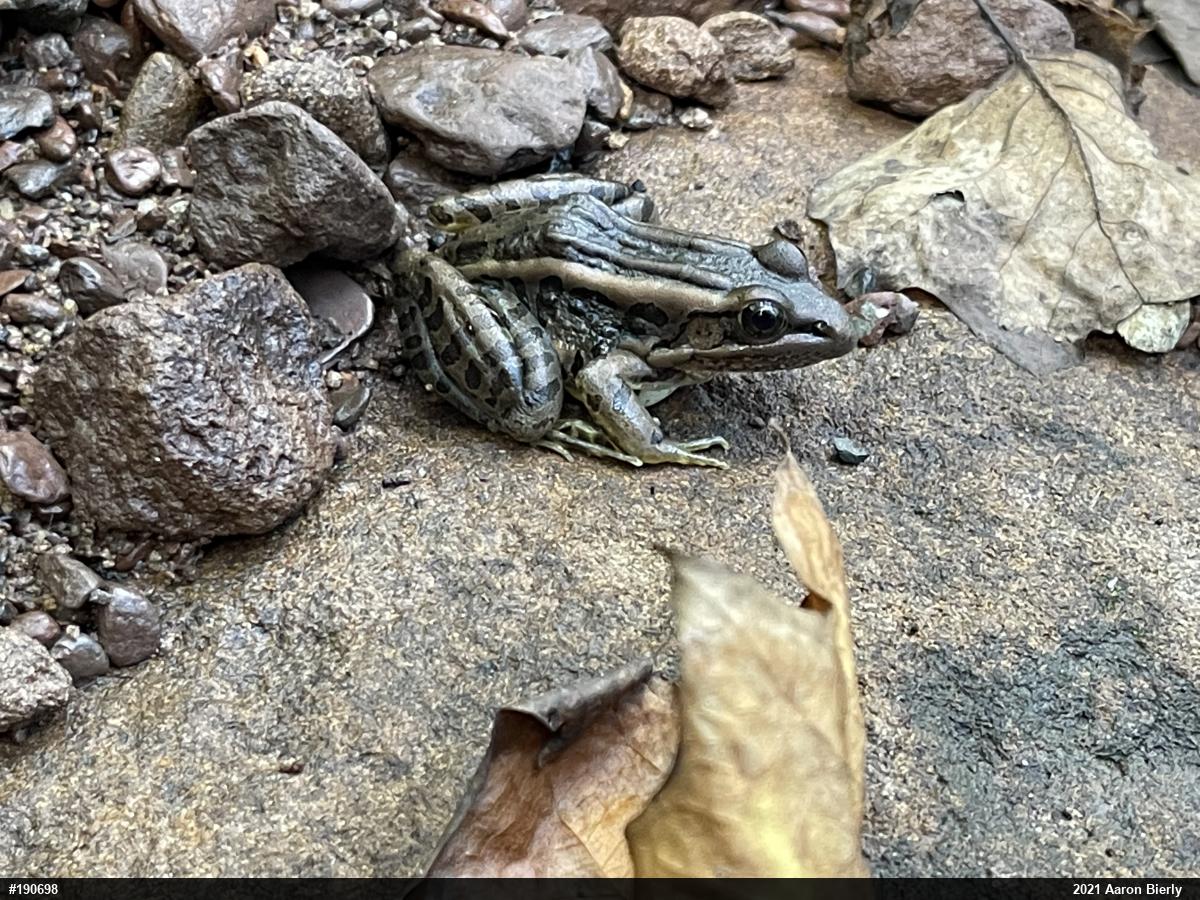 Pickerel Frog