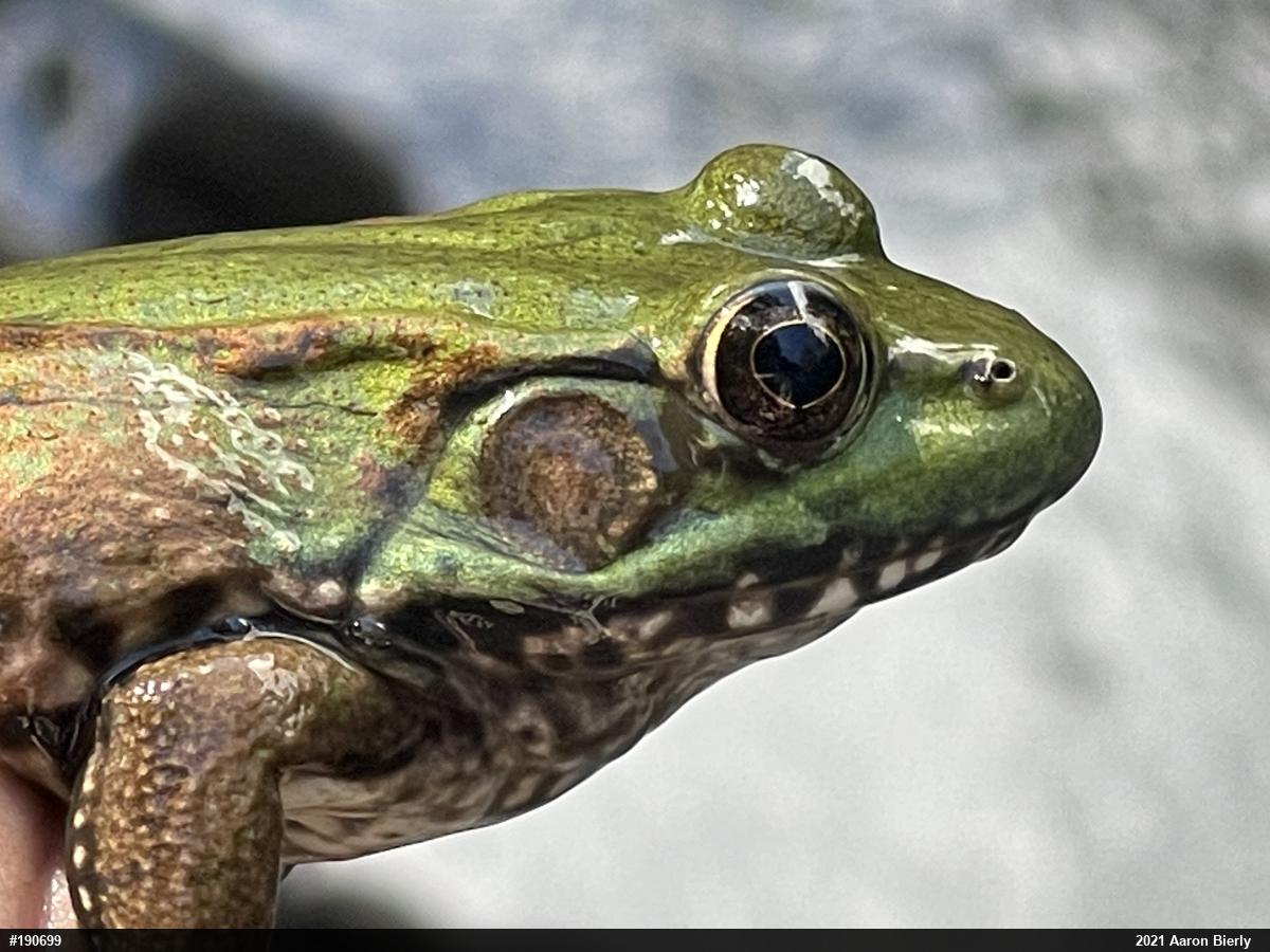 Green Frog