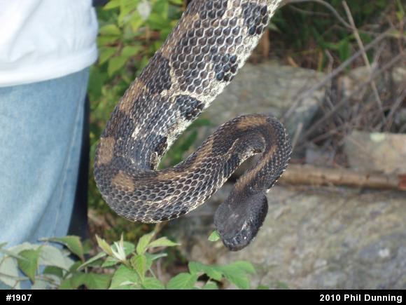 Timber Rattlesnake