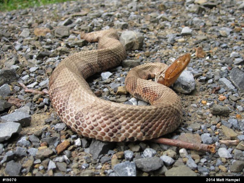 Northern Copperhead