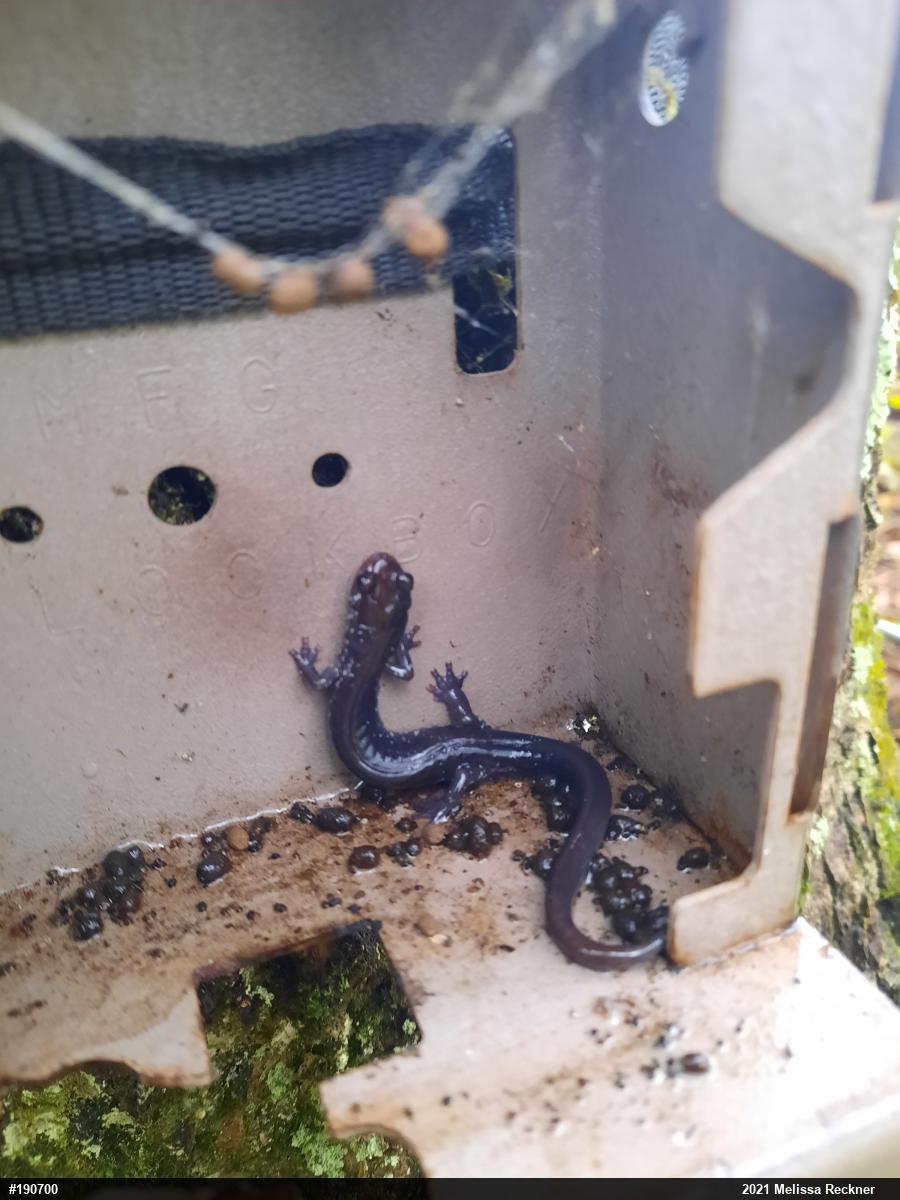 Wehrle's Salamander