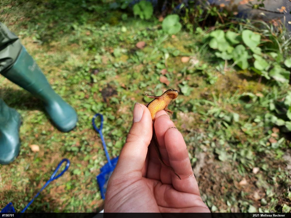 Red-spotted Newt