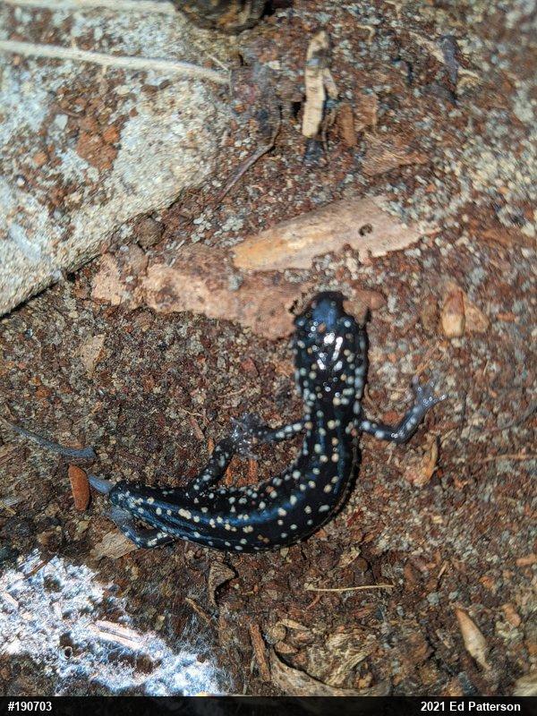 Northern Slimy Salamander
