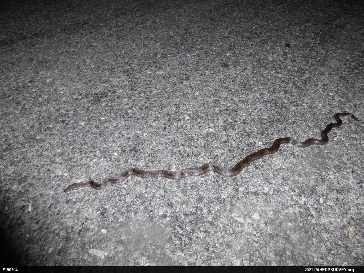 Eastern Ratsnake